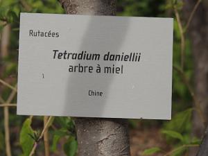 55 Affiche Arbre a Miel
